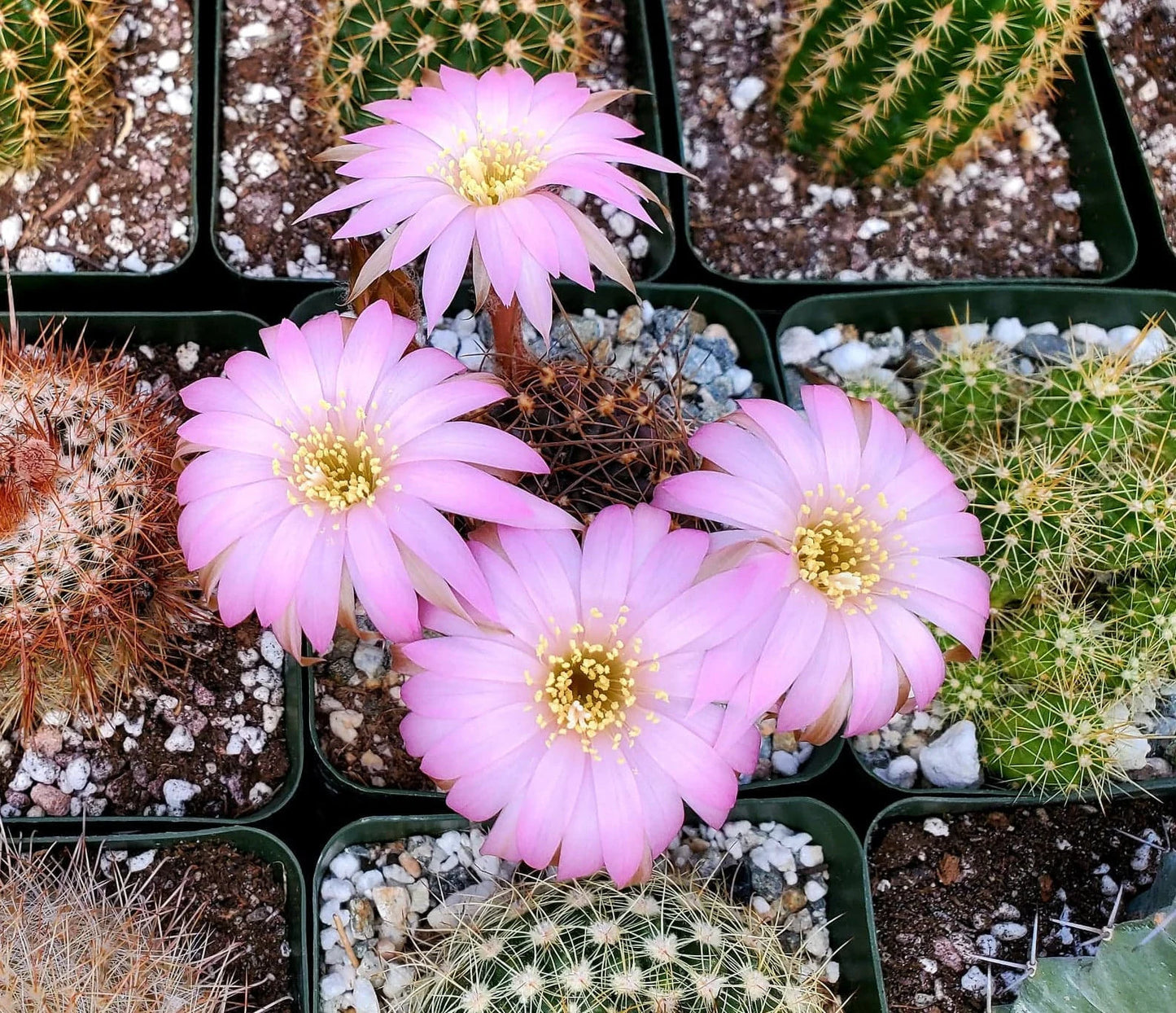 Echinopsis backebergii subs. wrightiana | Lobivia winteriana | Echinopsis winteriana (15 seeds)