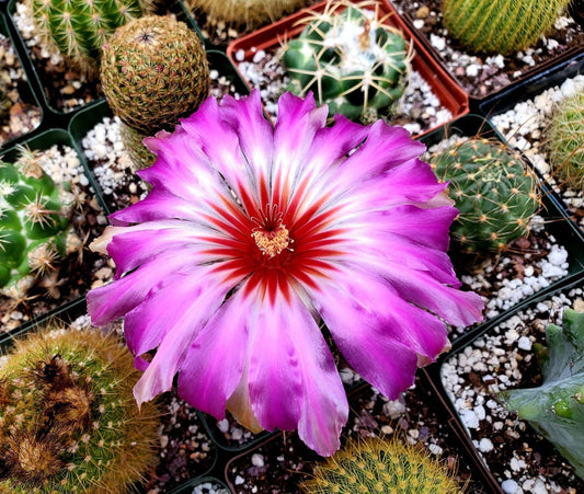 Thelocactus bicolor ssp. bicolor (10 seeds)