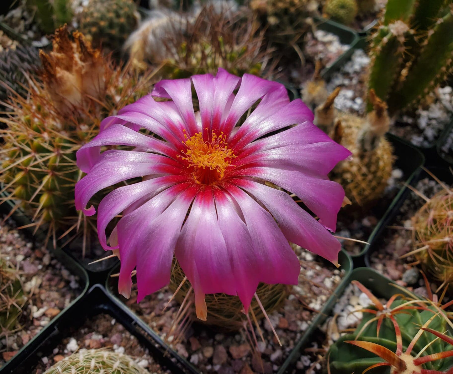 Thelocactus bicolor ssp. bicolor (10 seeds)