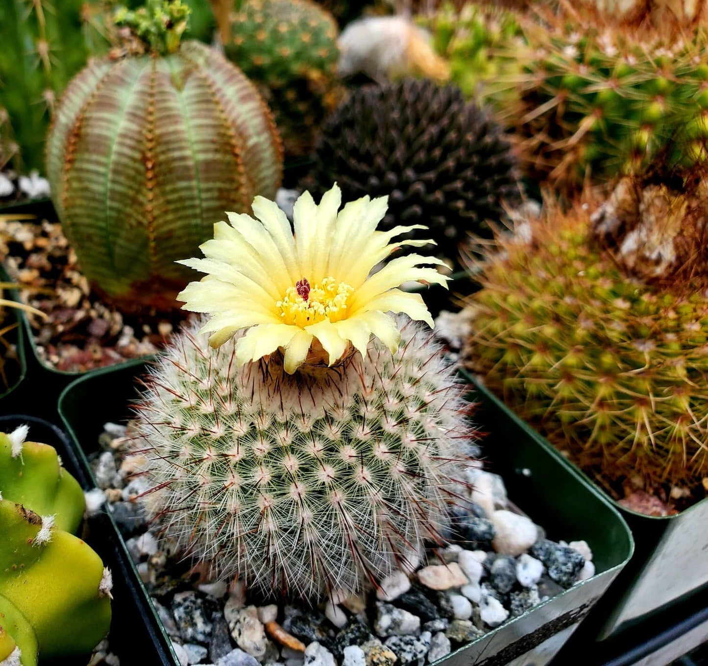 Parodia scopa | Notocactus scopa (15 seeds)