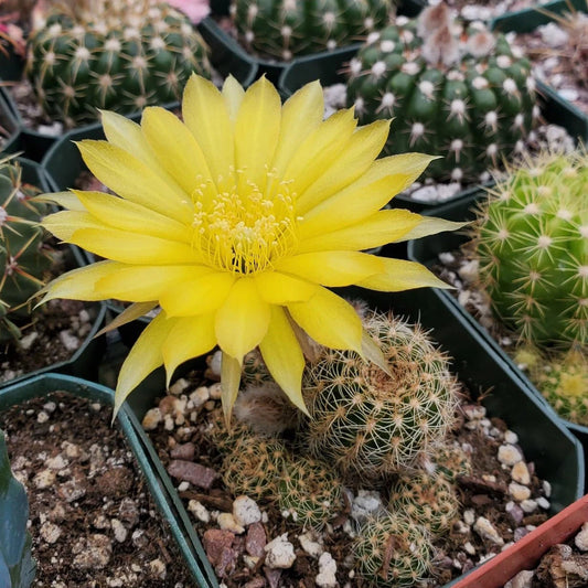 Echinopsis ancistrophora subs. arachnacantha - (15 seeds)