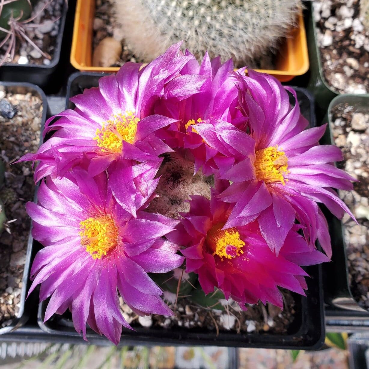 Notocactus uebelmannianus - seeds