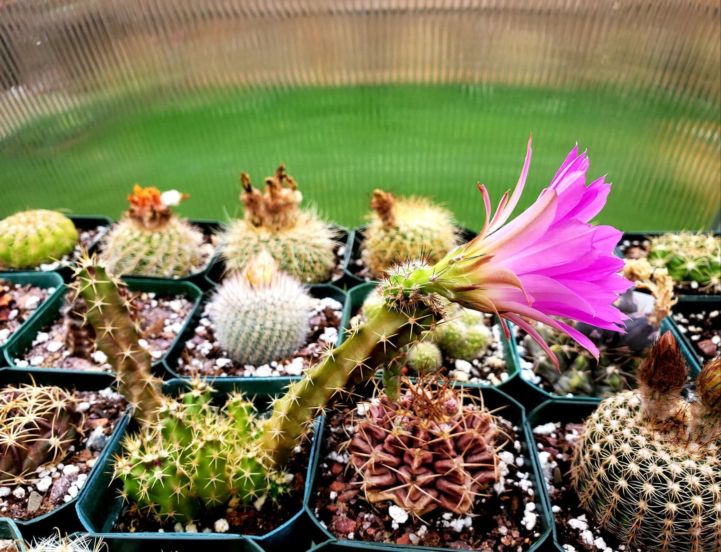 Echinocereus pentalophus (15 seeds)