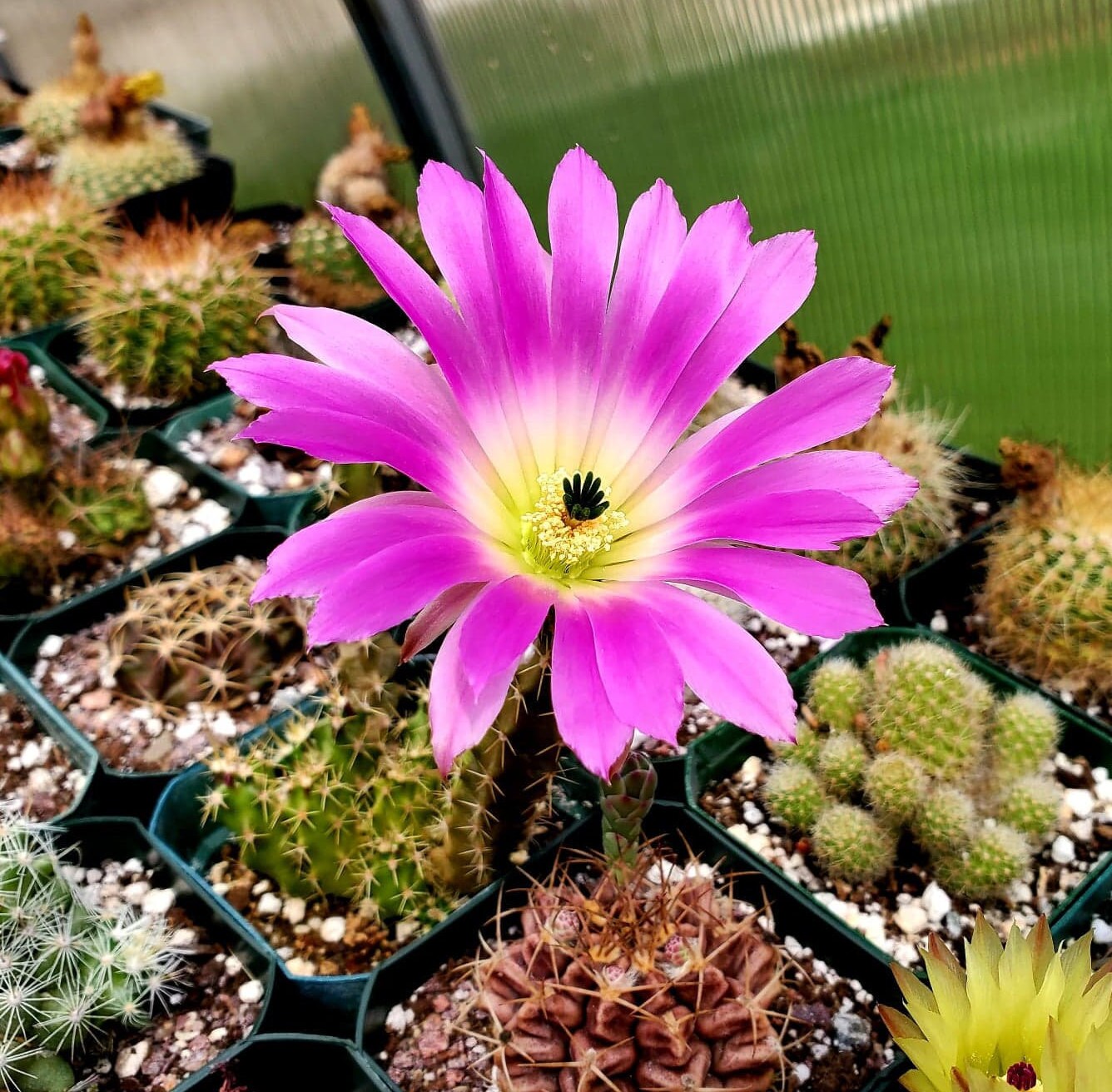 Echinocereus pentalophus (15 seeds)