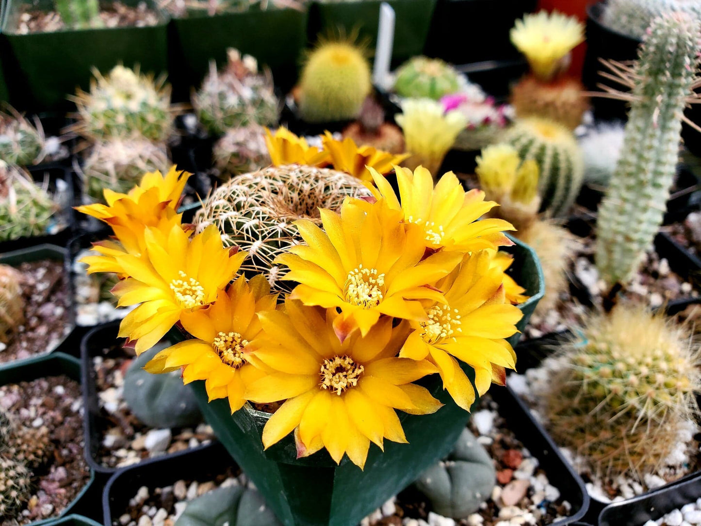 Sulcorebutia arenacea | rebutia arenacea (15 seeds)