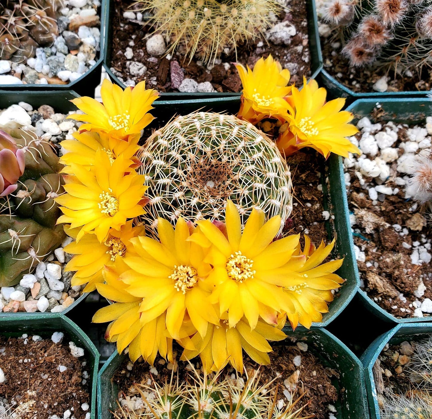 Sulcorebutia arenacea | rebutia arenacea (15 seeds)