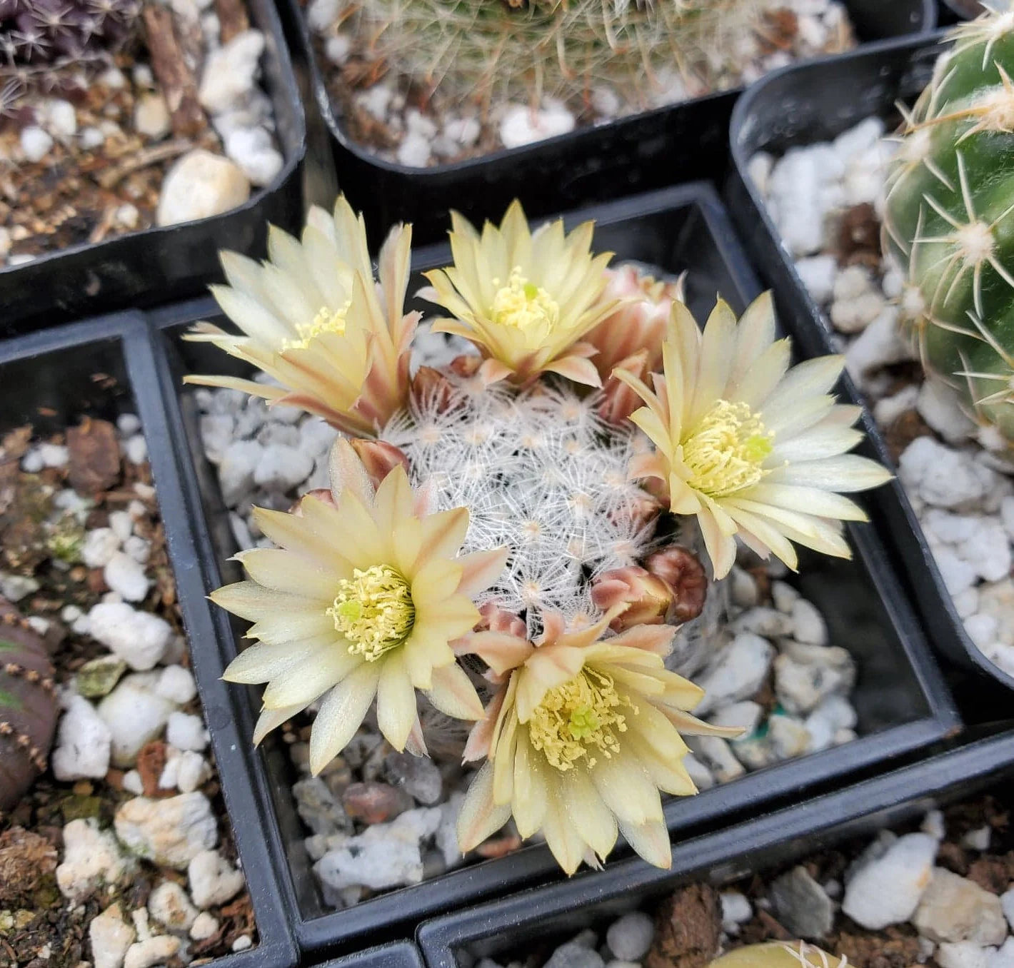 Mammillaria duwei (10 seeds)