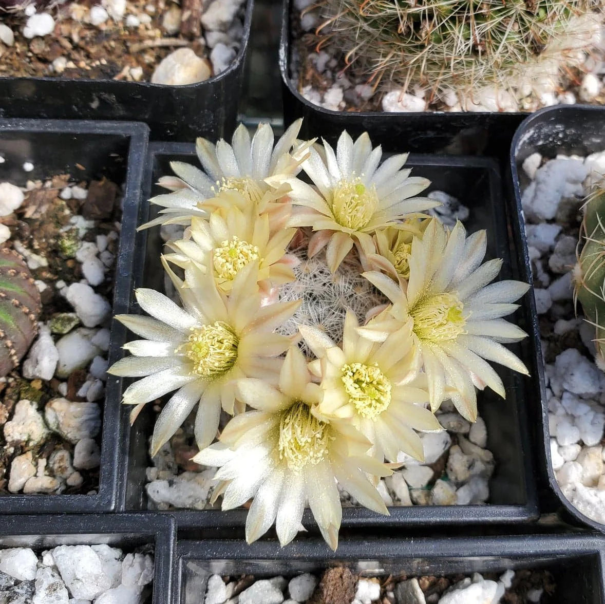 Mammillaria duwei (10 seeds)