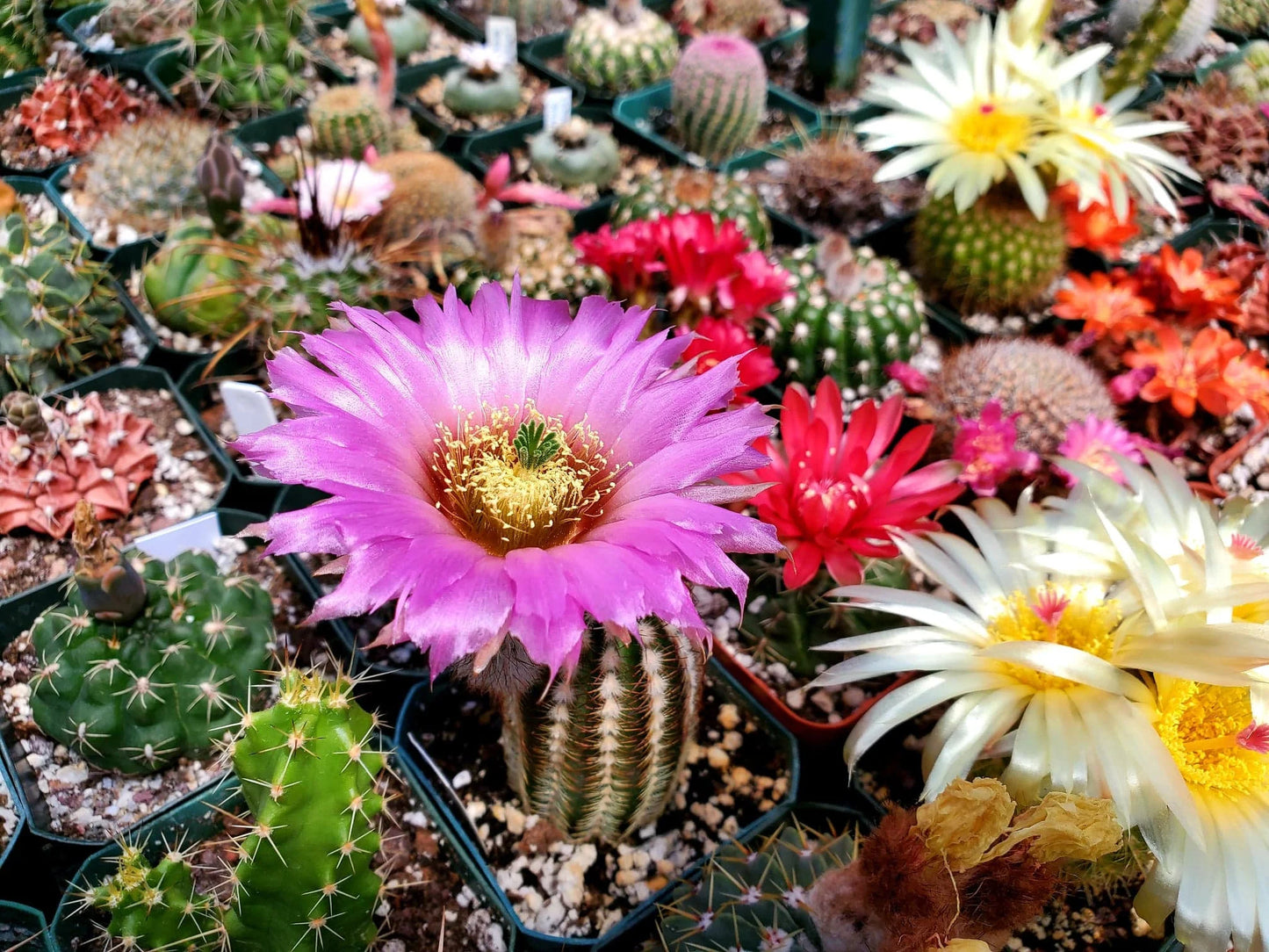 Echinocereus reichenbachii var. albertii (15 seeds)