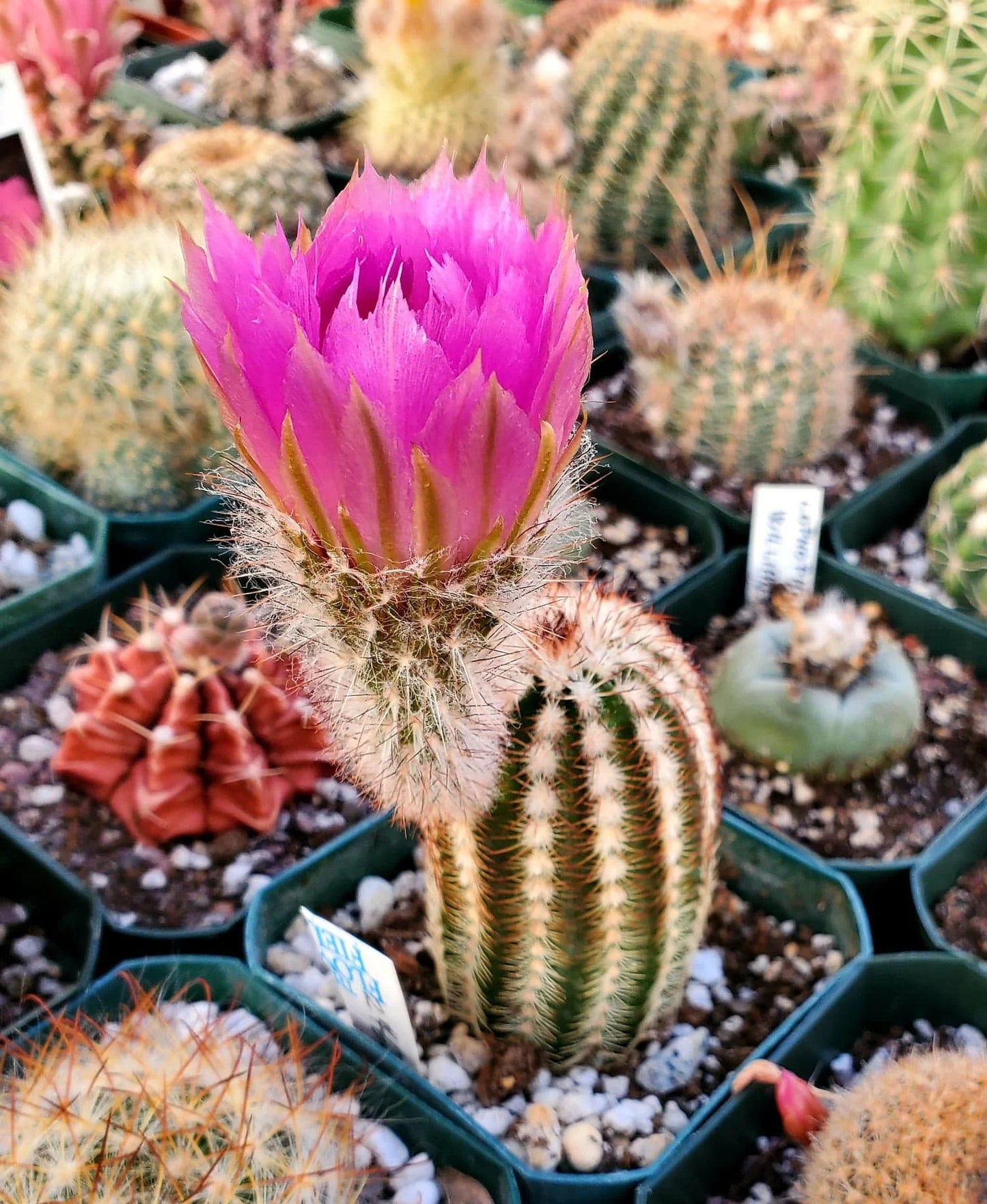 Echinocereus reichenbachii var. albertii (15 seeds)