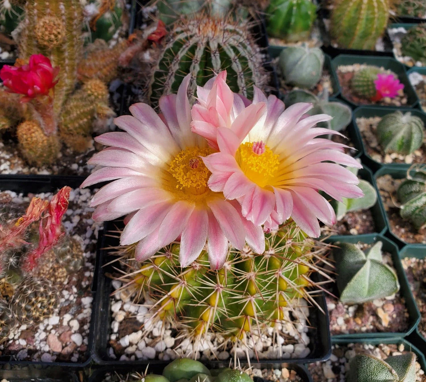 Notocactus roseoluteus | Notocactus herteri f. roseoluteus