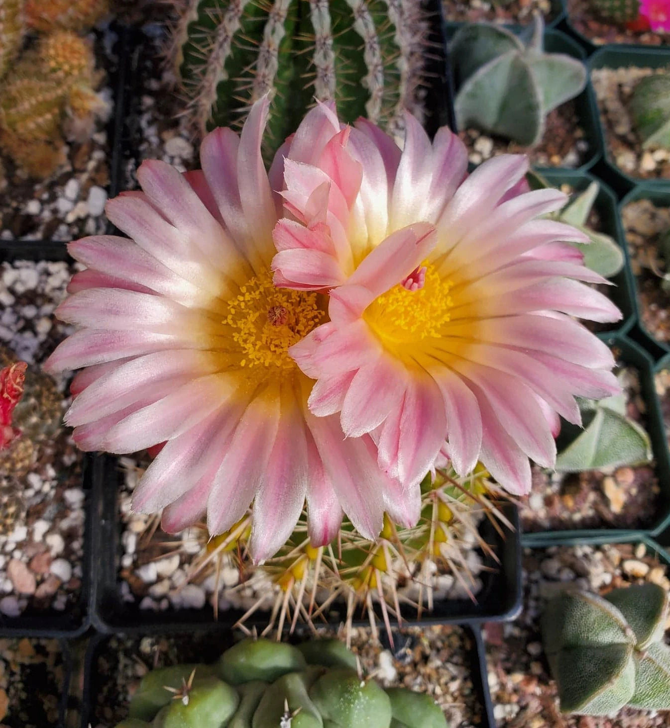 Notocactus roseoluteus | Notocactus herteri f. roseoluteus