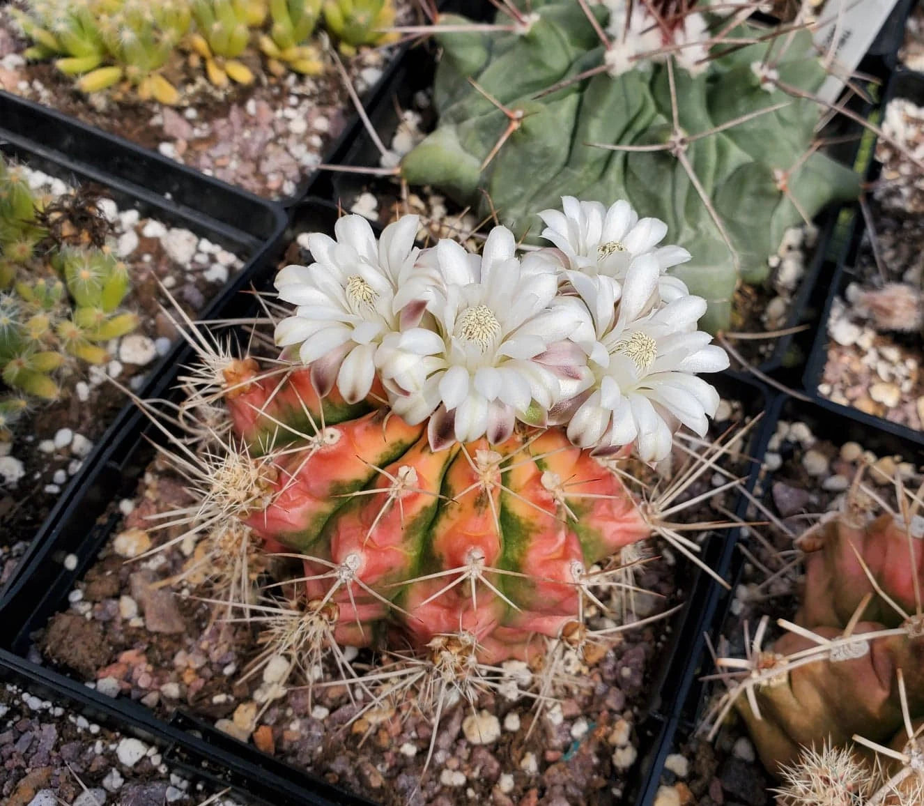 Gymnocalycium mihanovichii variegata (15 seeds)