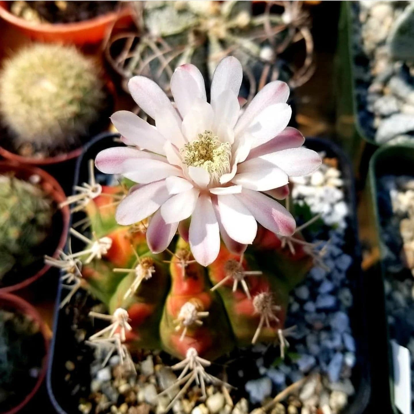 Gymnocalycium mihanovichii variegata (15 seeds)