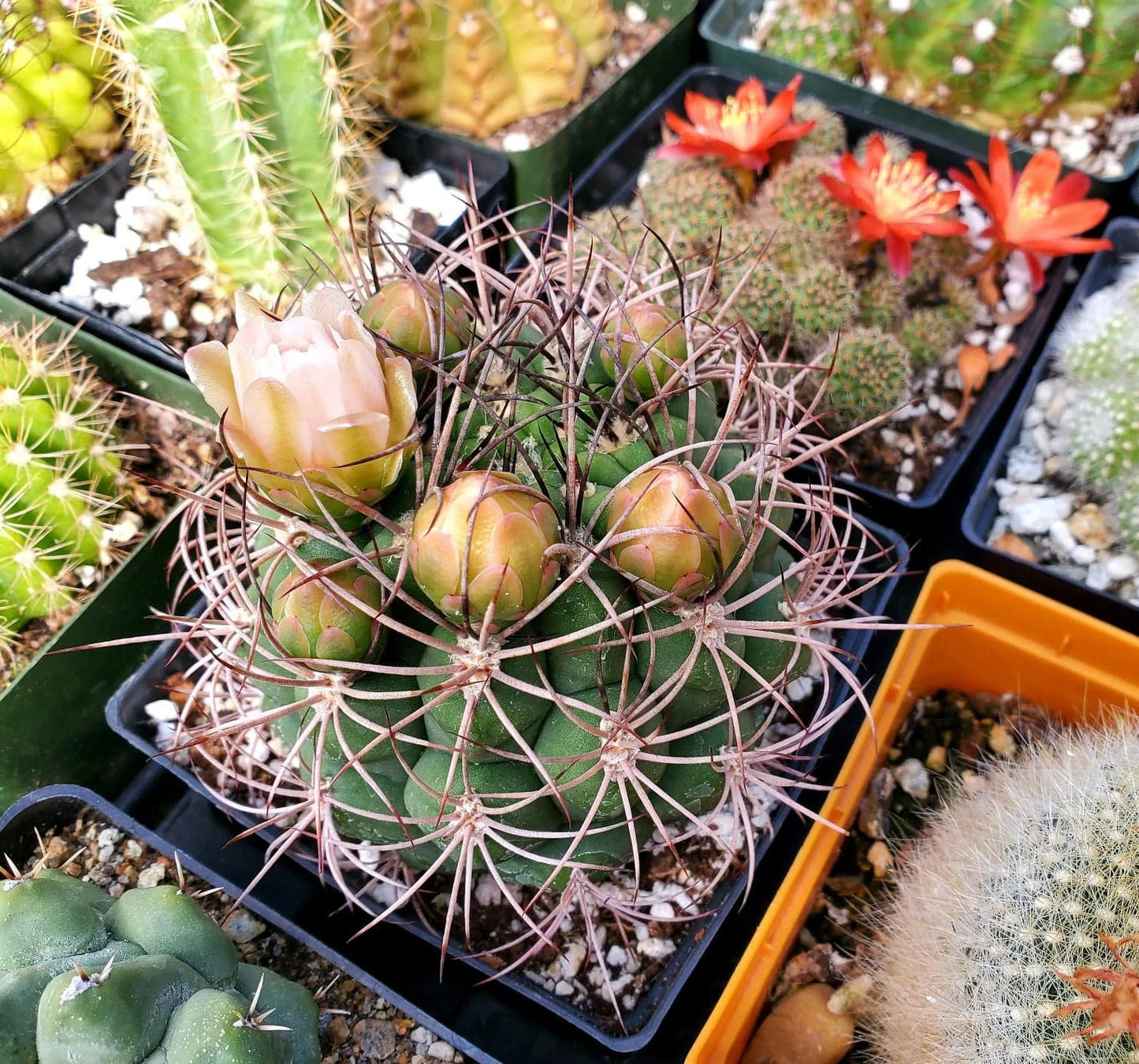 Gymnocalycium saglionis (20 seeds)