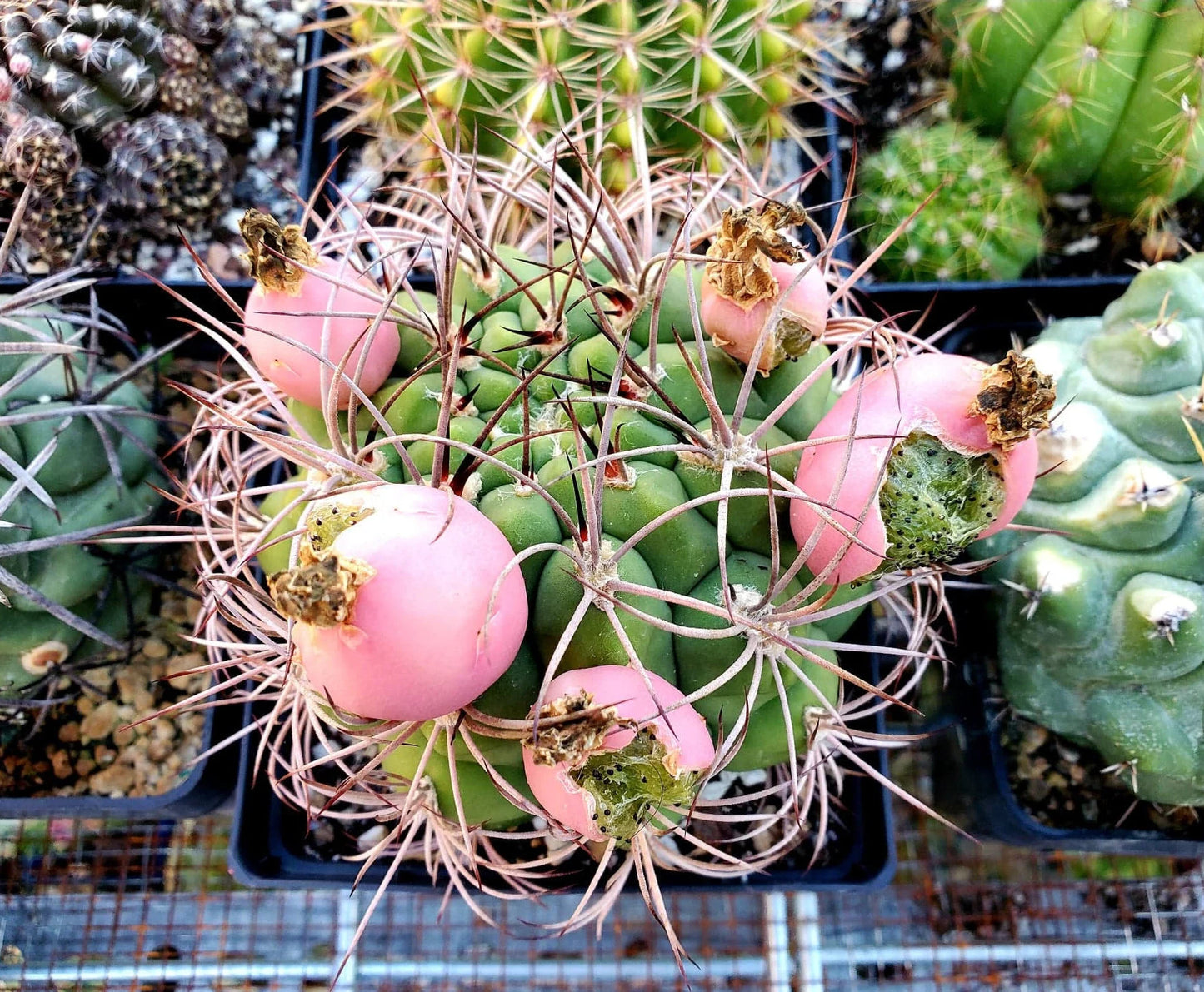 Gymnocalycium saglionis (20 seeds)