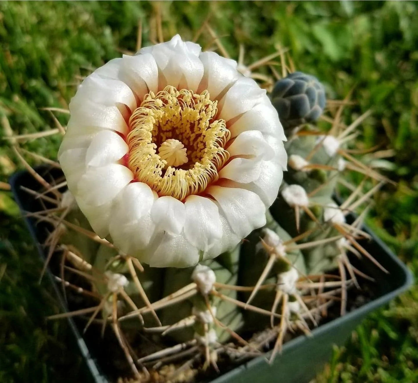 Gymnocalycium piricarpum (20 seeds)