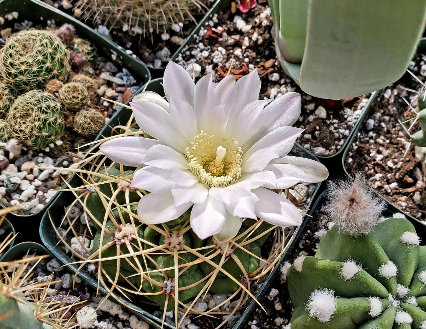 Gymnocalycium multiflorum (20 seeds)