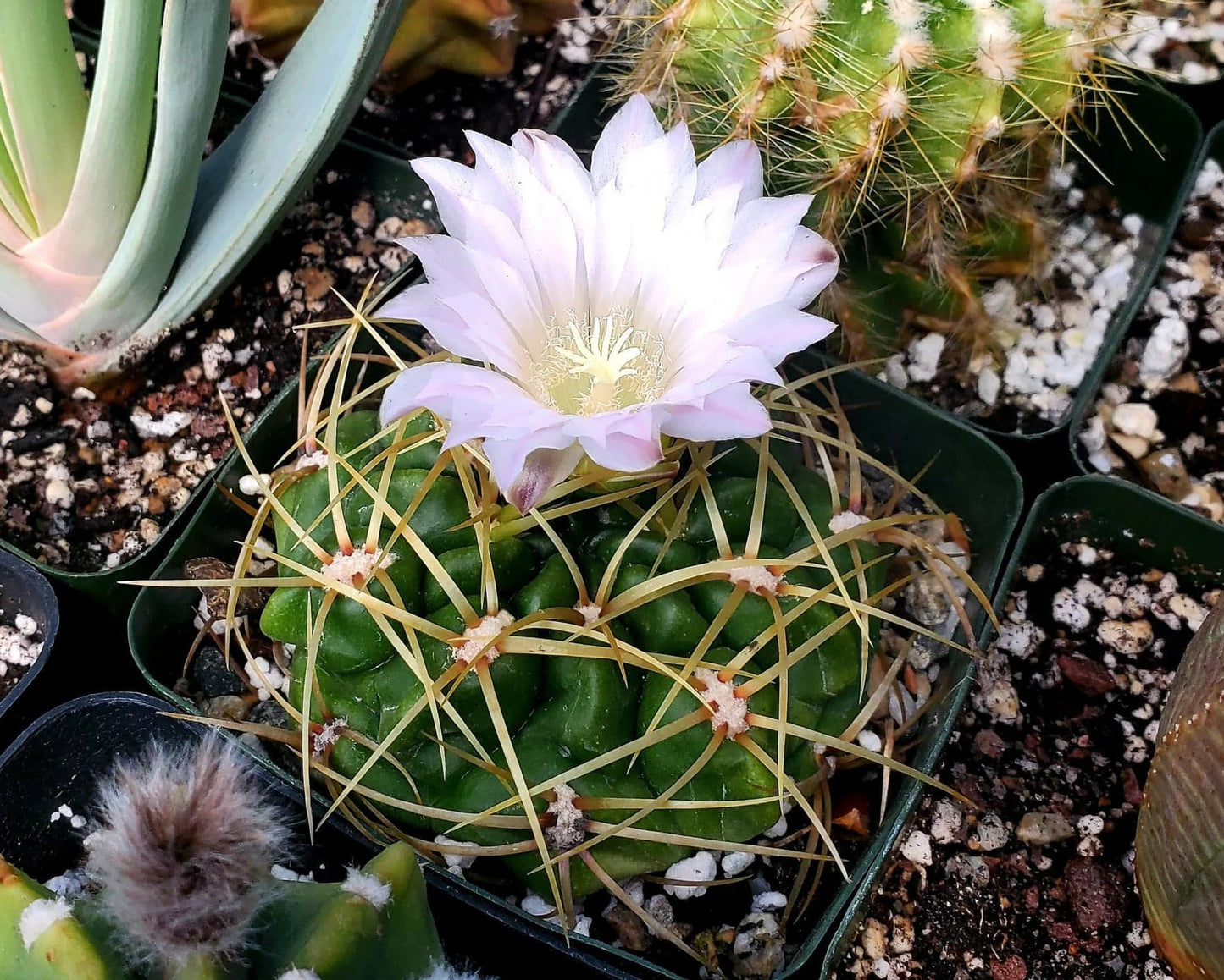 Gymnocalycium multiflorum (20 seeds)