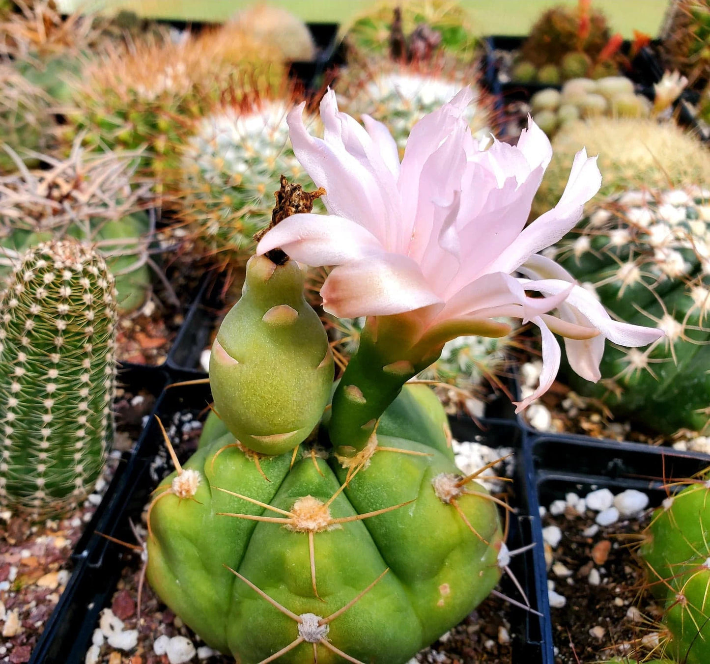 Gymnocalycium horstii (15 seeds)