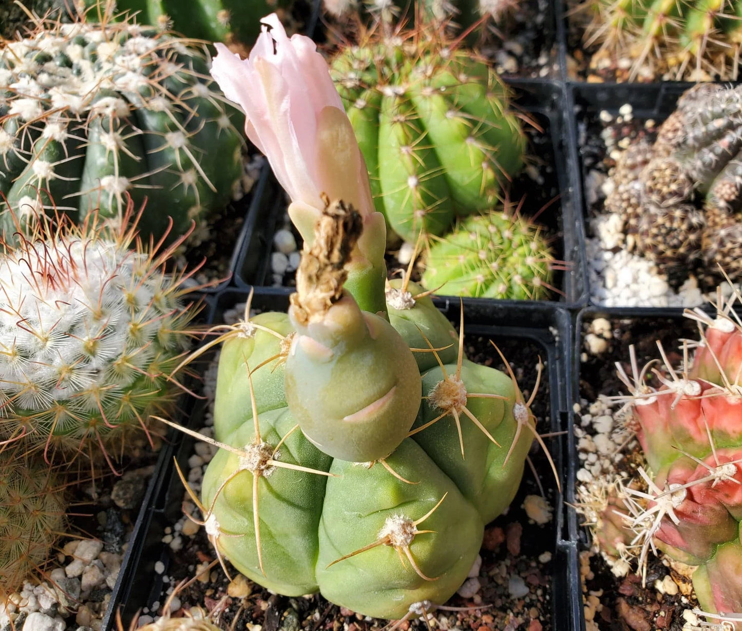 Gymnocalycium horstii (15 seeds)