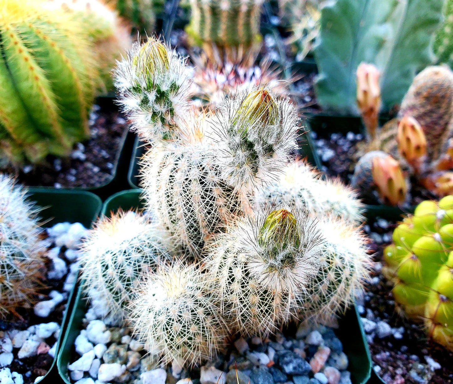 Echinocereus reichenbachii var. albispinus (15 seeds)