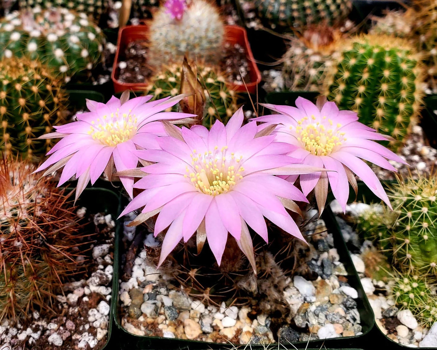 Echinopsis backebergii subs. wrightiana | Lobivia winteriana | Echinopsis winteriana (15 seeds)