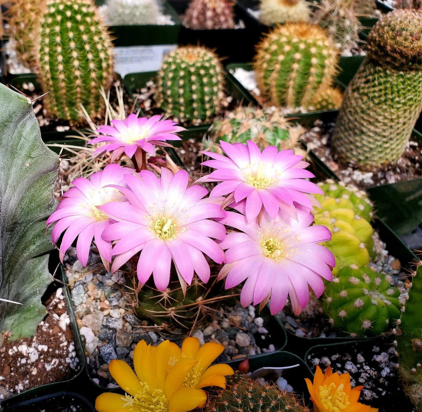 Echinopsis backebergii subs. wrightiana | Lobivia winteriana | Echinopsis winteriana (15 seeds)