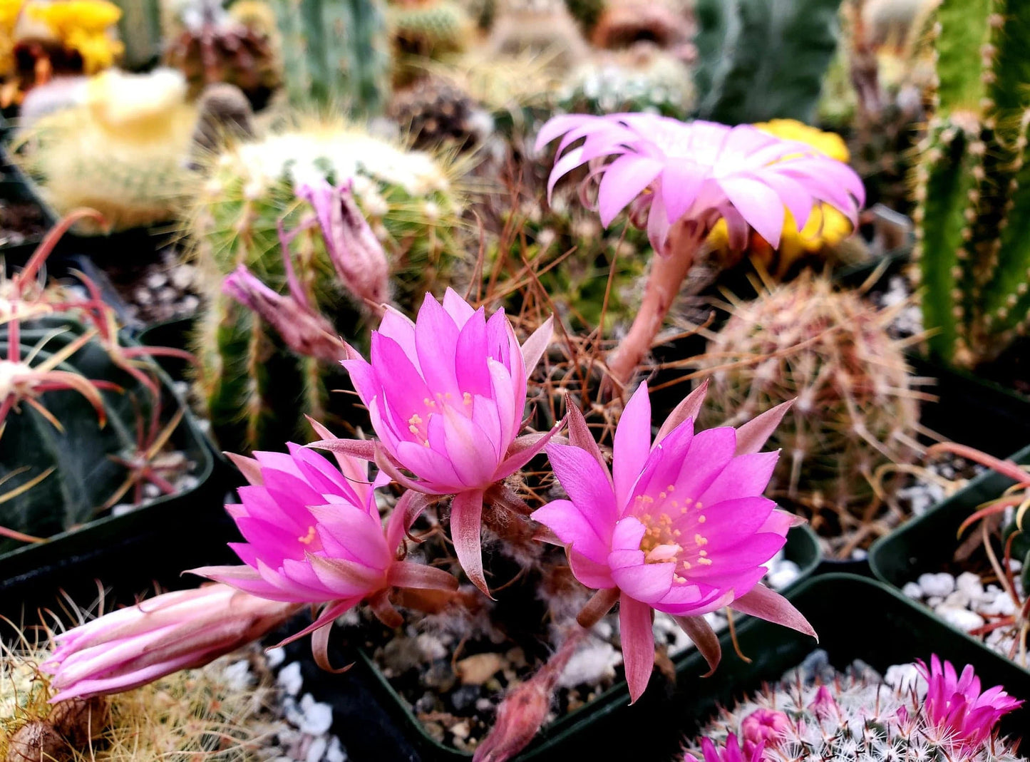 Echinopsis backebergii subs. wrightiana | Lobivia winteriana | Echinopsis winteriana (15 seeds)