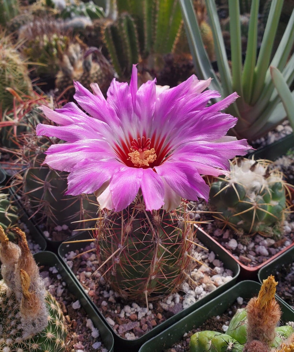 Thelocactus bicolor ssp. bicolor (10 seeds)