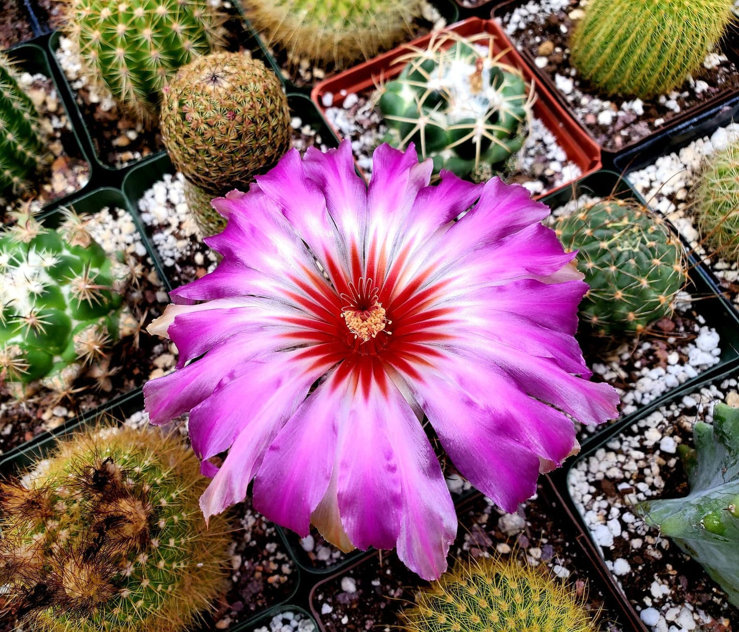 Thelocactus bicolor ssp. bicolor (10 seeds)