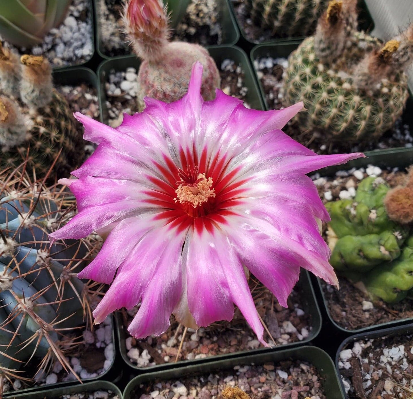 Thelocactus bicolor ssp. bicolor (10 seeds)