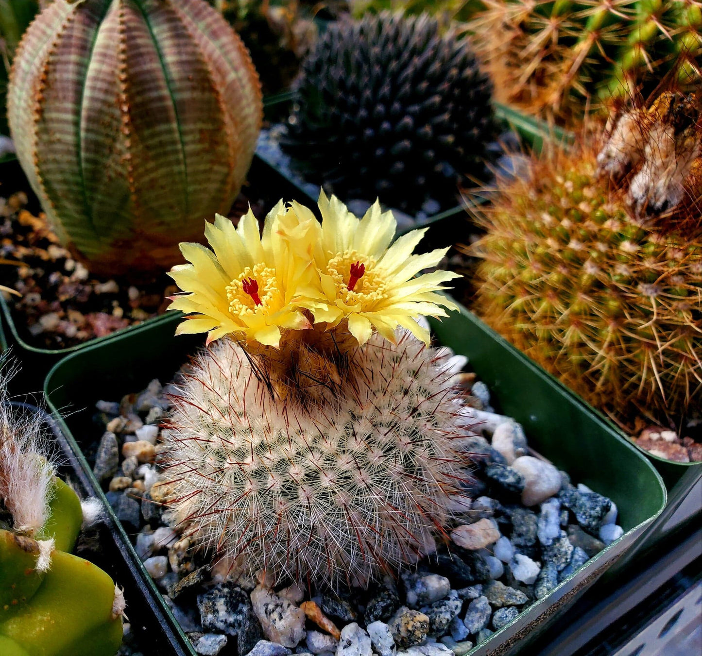 Parodia scopa | Notocactus scopa (15 seeds)