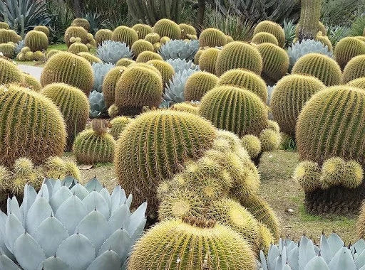 Echinocactus grusonii | golden barrel cactus - seeds