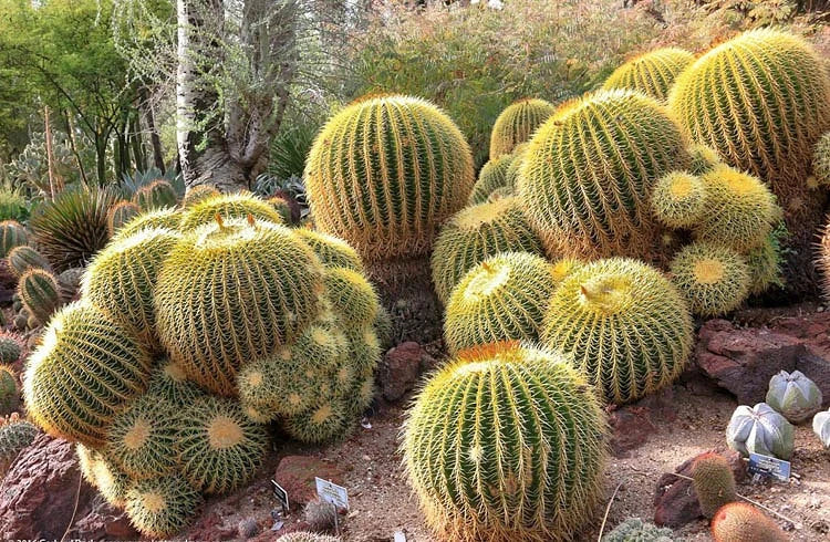 Echinocactus grusonii | golden barrel cactus - seeds