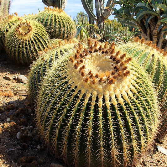 Echinocactus grusonii | golden barrel cactus - seeds