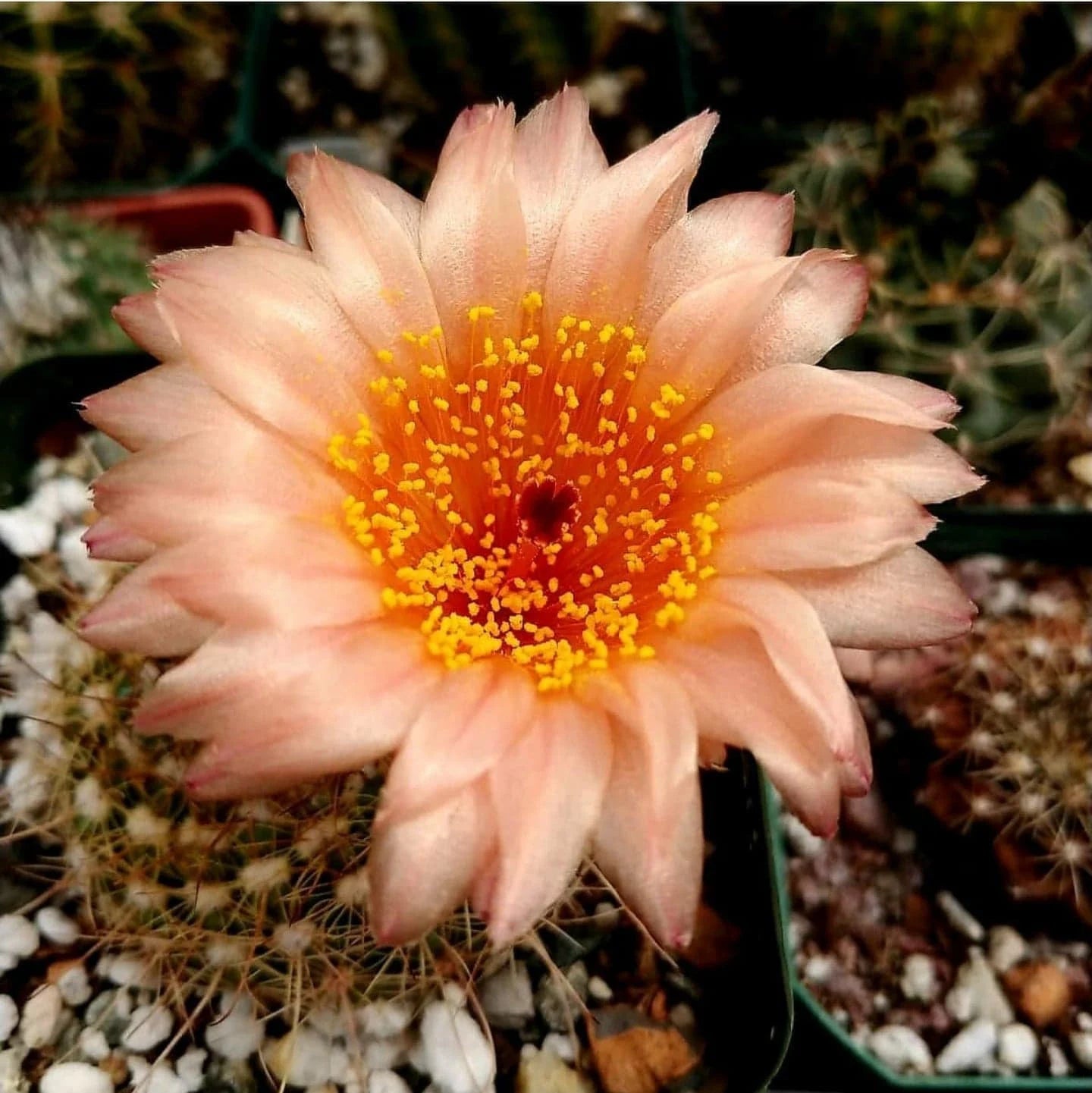 Notocactus tabularis | Parodia tabularis (10 seeds)