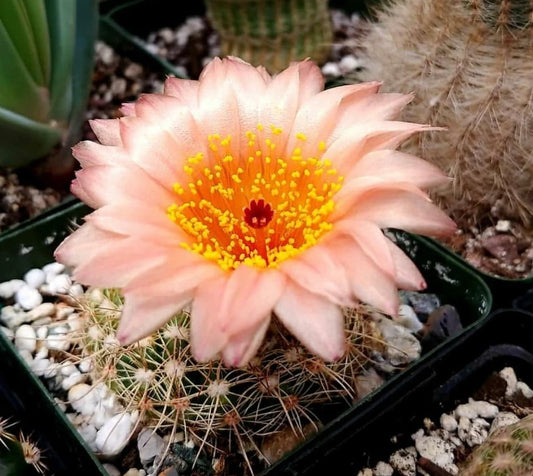 Notocactus tabularis | Parodia tabularis (10 seeds)