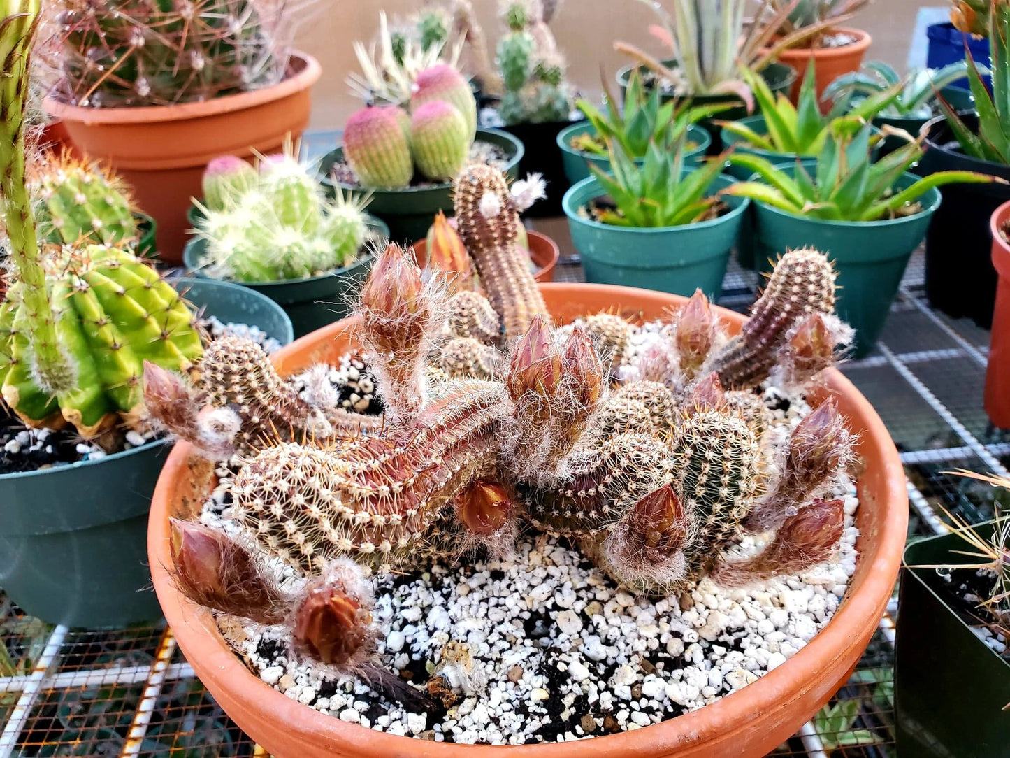 Echinopsis chamaecereus hybrid | peanuts cactus (15 seeds)