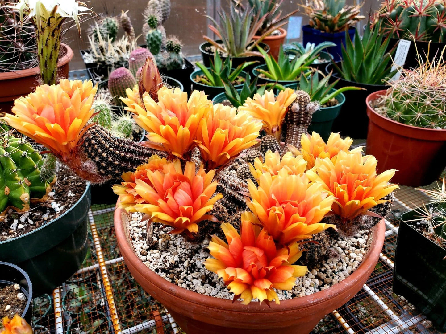 Echinopsis chamaecereus hybrid | peanuts cactus (15 seeds)