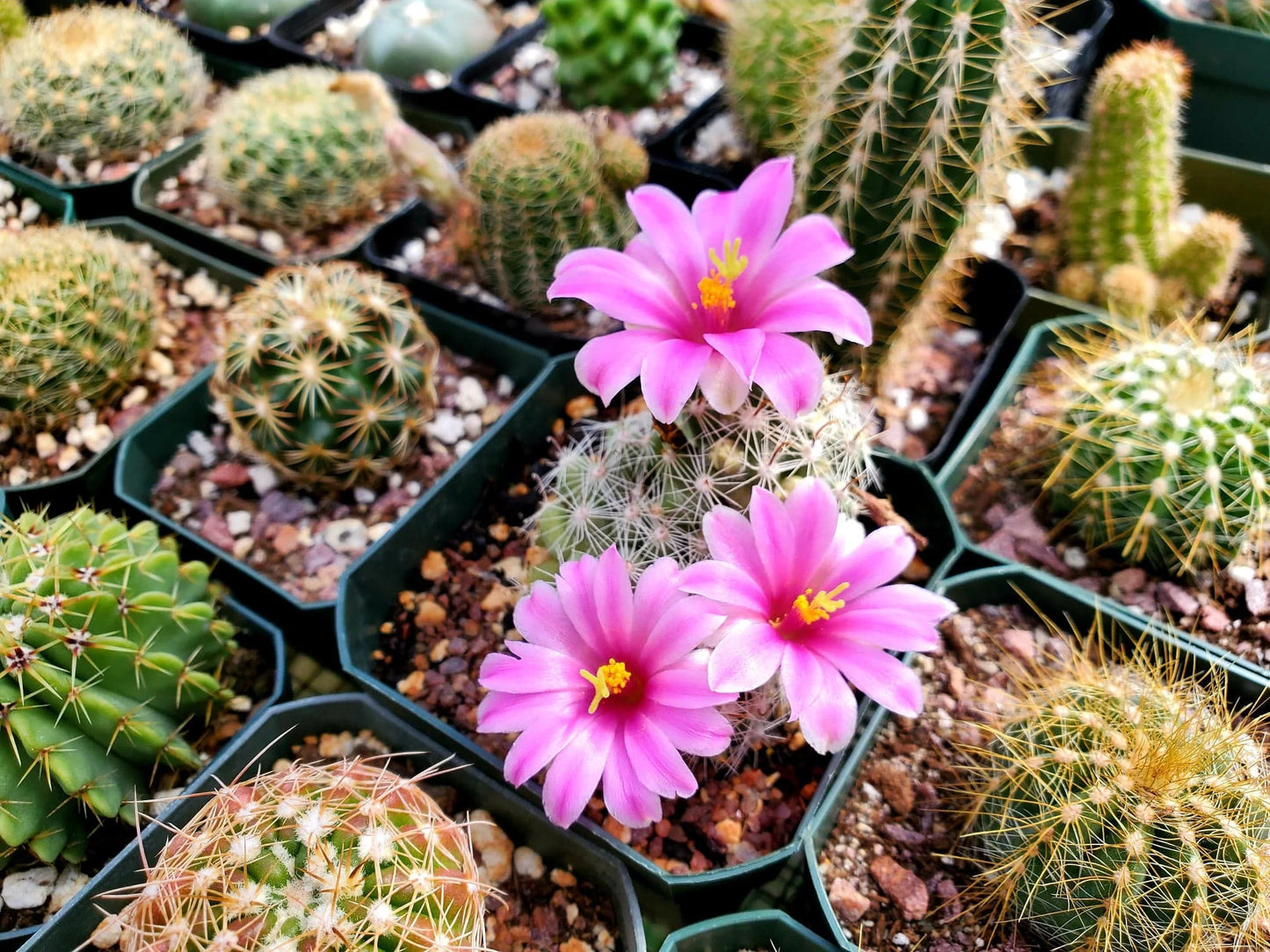 Mammillaria boolii (15 seeds)