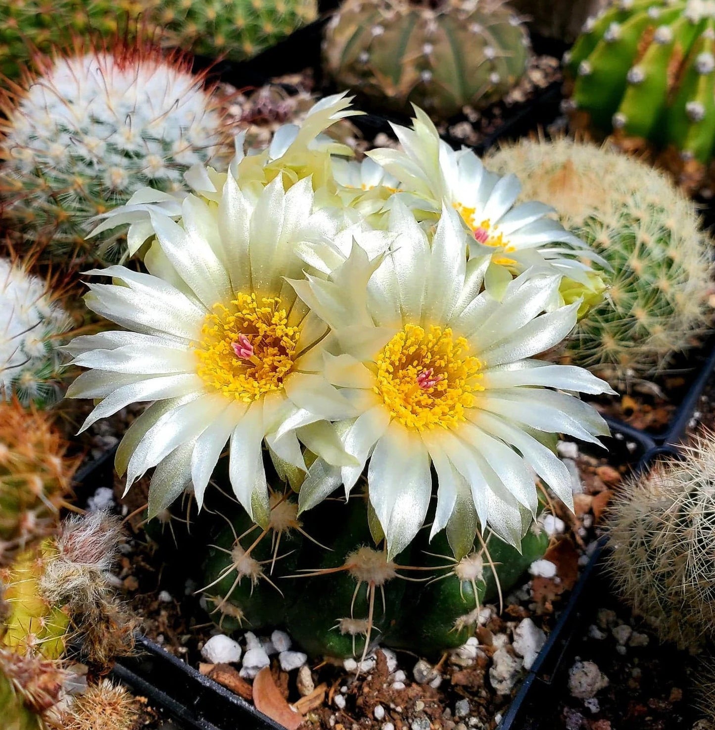 Parodia|Notocactus uebelmannianus flaviflorus - seeds