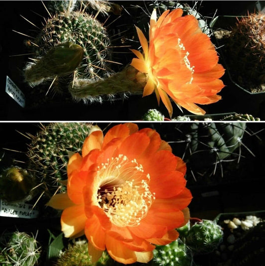 Echinopsis Hybrid Fluffy Ruffles - seeds