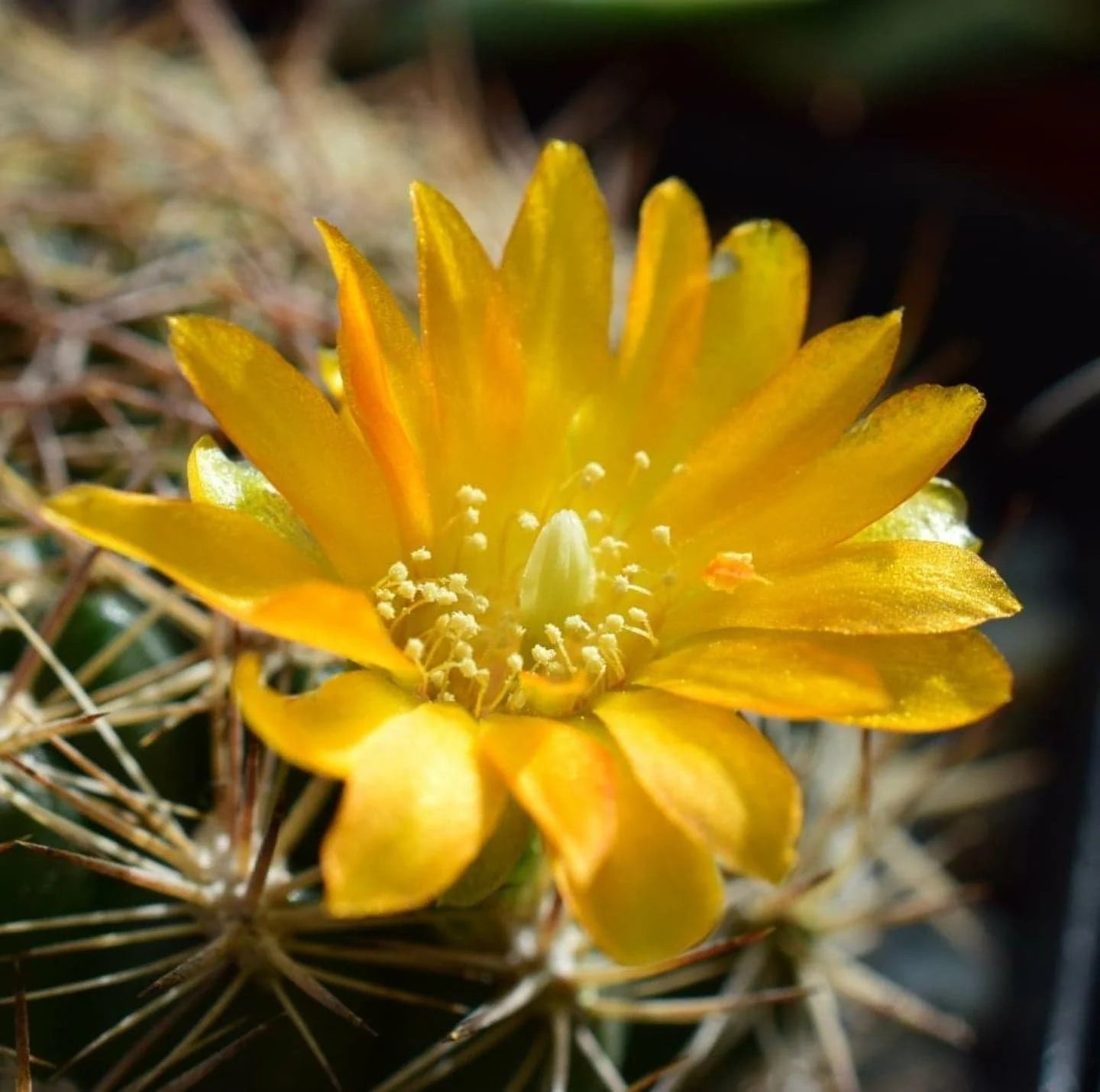 Weingartia neocumingii | Rebutia neocumingii (20 Seeds)