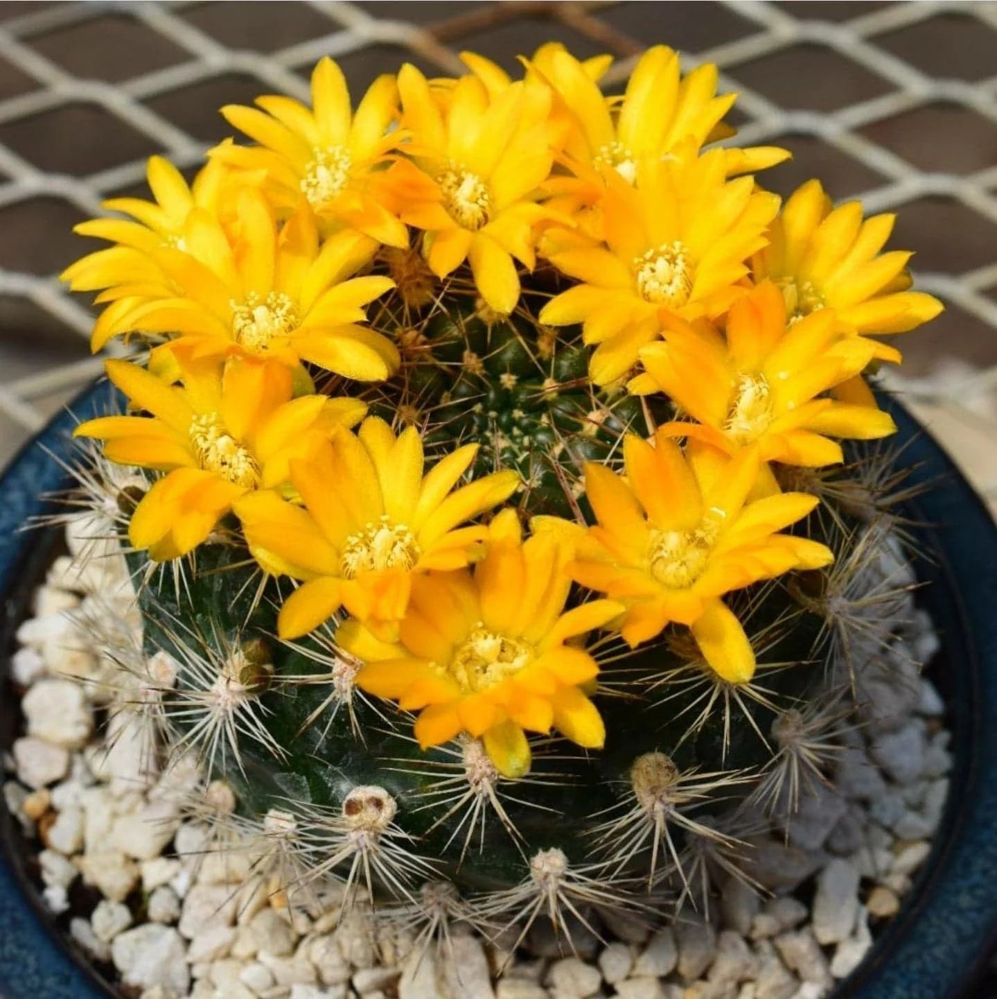 Weingartia neocumingii | Rebutia neocumingii (20 Seeds)