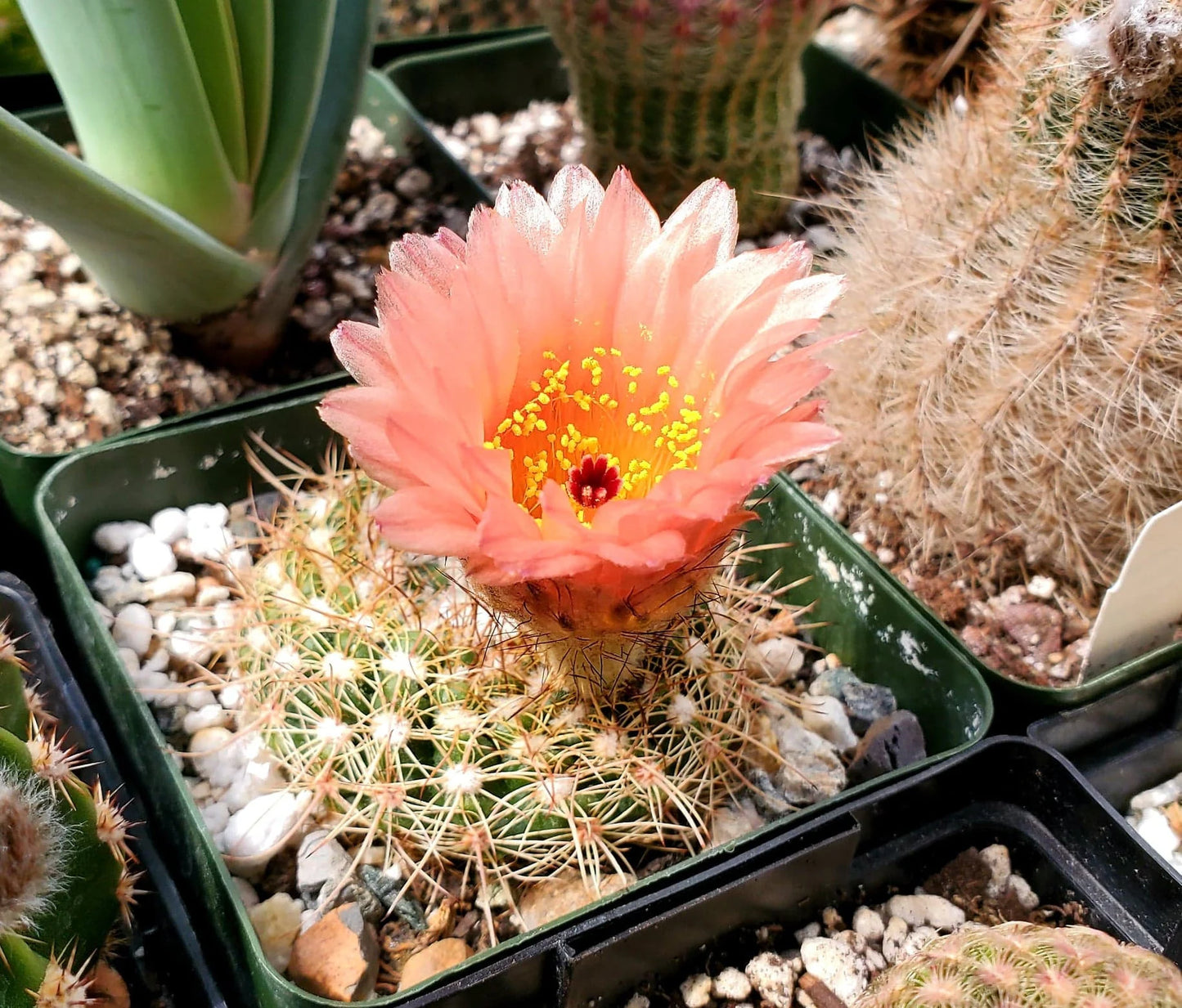 Notocactus tabularis | Parodia tabularis (10 seeds)