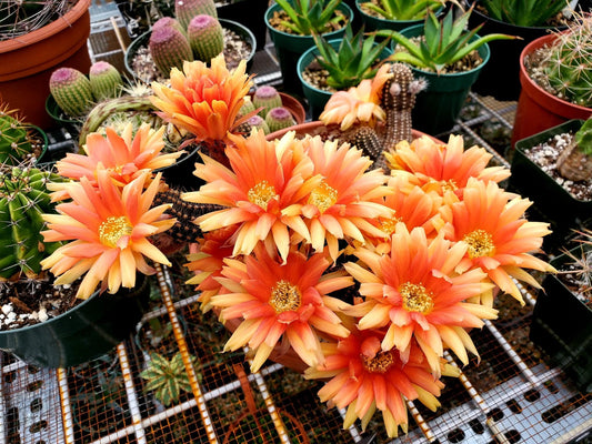 Echinopsis chamaecereus hybrid | peanuts cactus (15 seeds)