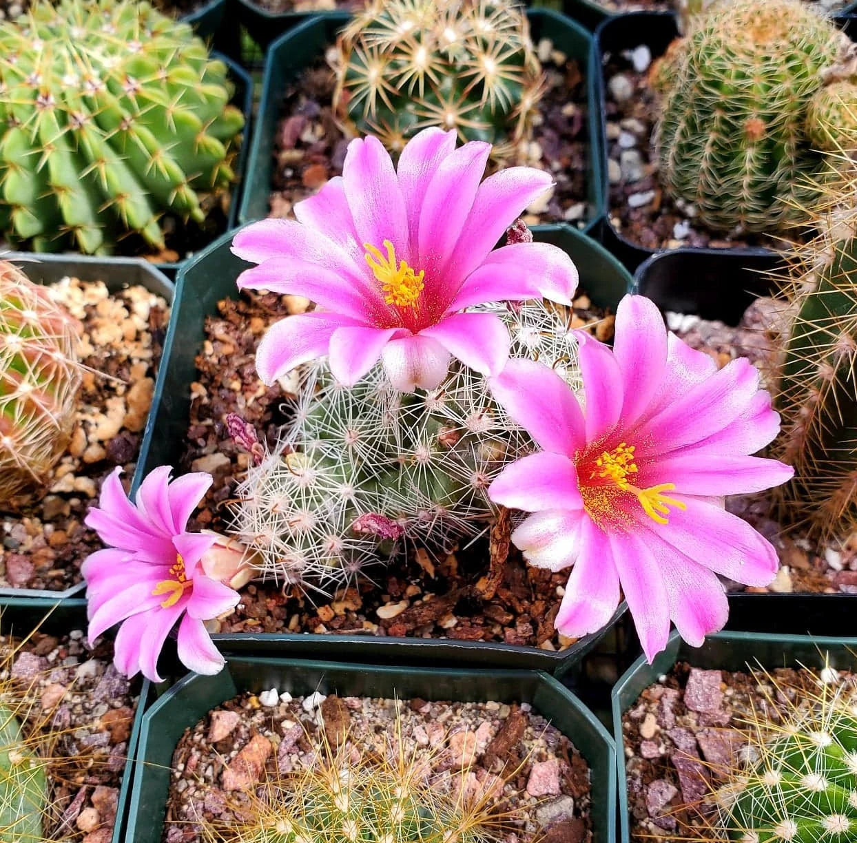 Mammillaria boolii (15 seeds)