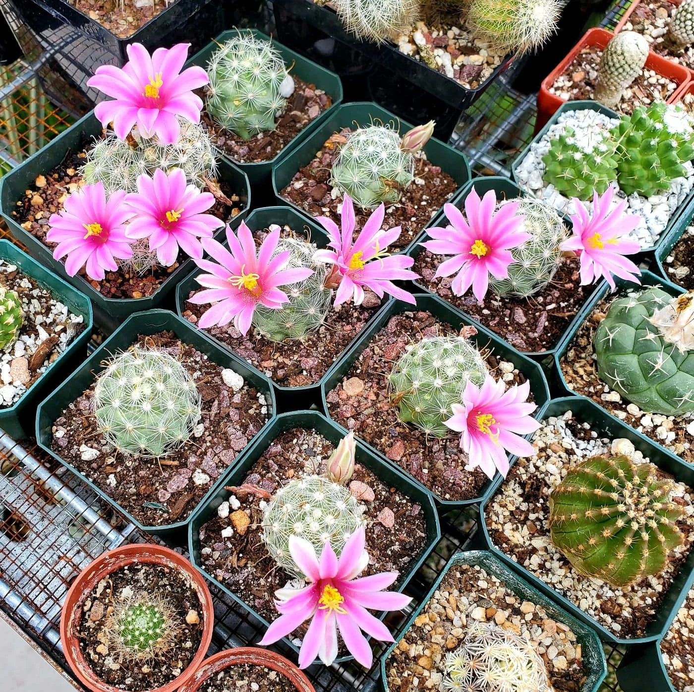 Mammillaria boolii (15 seeds)