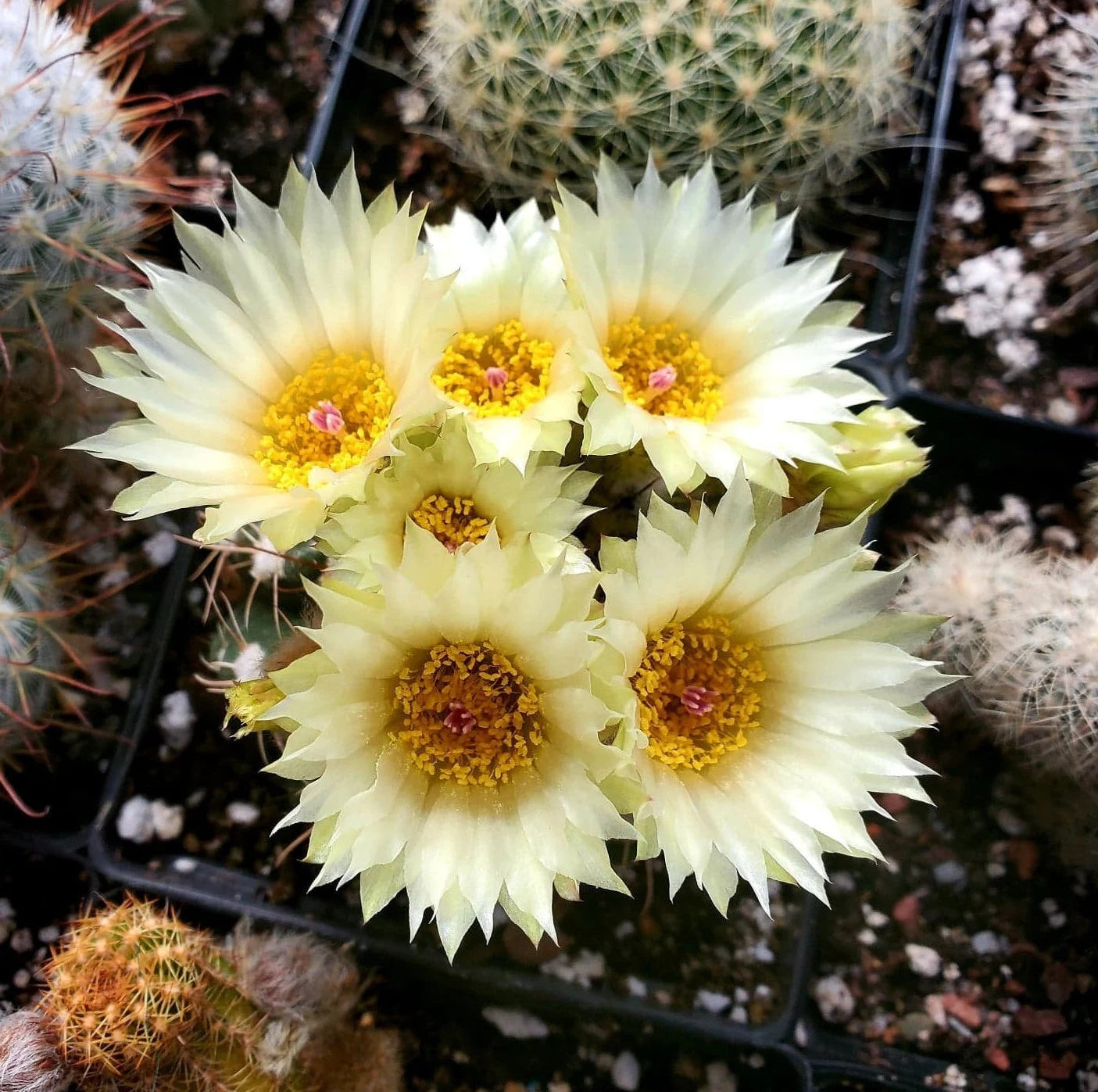 Parodia|Notocactus uebelmannianus flaviflorus - seeds